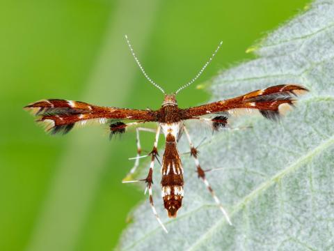 Geina tenuidactyla_4