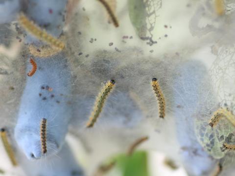 Chenille à tente estivale (Hyphantria cunea)_7