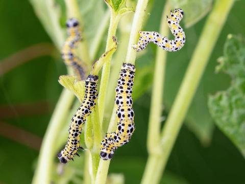 Arpenteuse groseillier (Macaria ribearia)_4