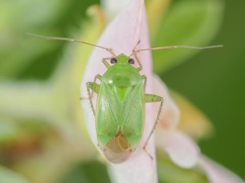 Lygocoris pabulinus_1