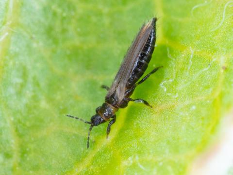 Thrips du poirier (Taeniothrips inconsequens)_2