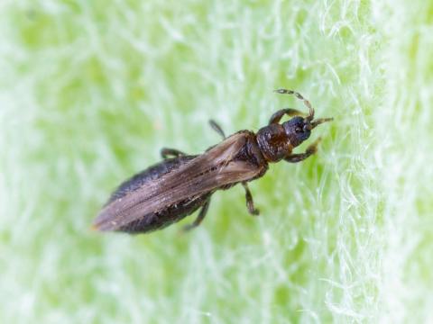 Thrips du poirier (Taeniothrips inconsequens)_5