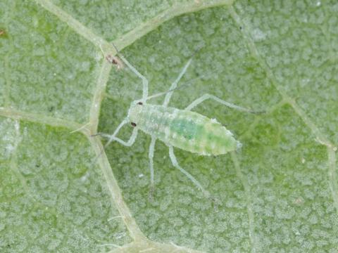 Puceron farineux du prunier (Hyalopterus pruni)_3