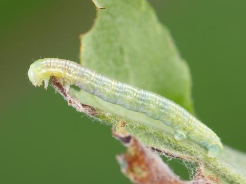 Arpenteuse automne (Alsophila pometaria)_3