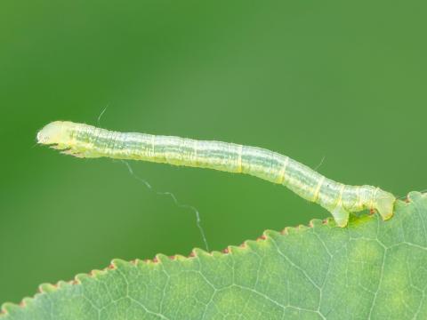 Arpenteuse automne (Alsophila pometaria)_5