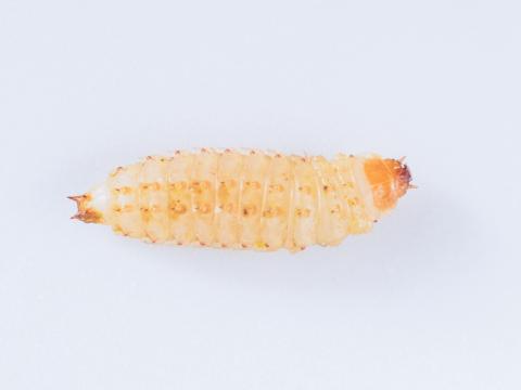 Petit coléoptère de la ruche (Aethina tumida)