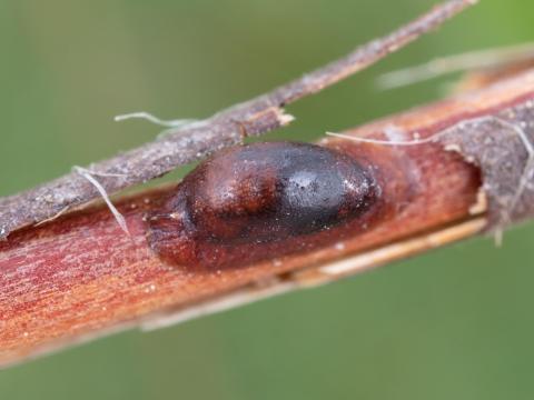 Lécanie de la vigne (Parthenolecanium corni)_2