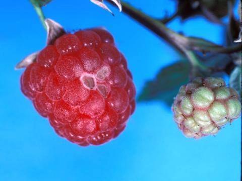 Framboise - Punaise terne (Lygus lineolaris)_2