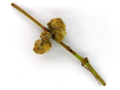 Vigne (raisin) - Schizomyia vitispomum_1