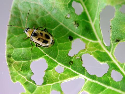 Soya - Chrysomèle du haricot (Cerotoma trifurcata)_1