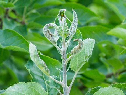 Pomme - Cécidomyie du pommier (Dasineura mali)_3