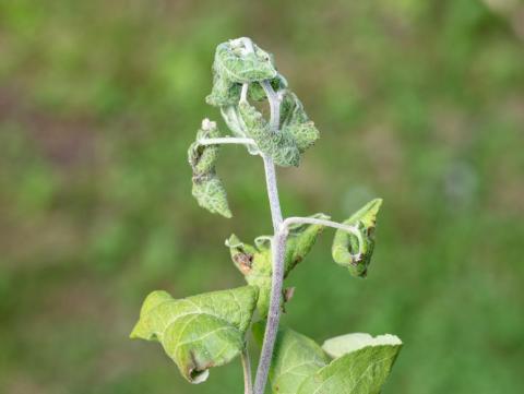 Pomme - Puceron rose du pommier (Dysaphis plantaginea)_2