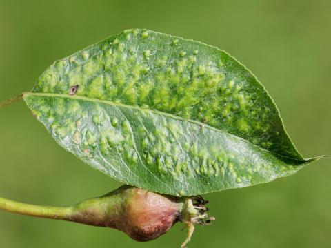 Poire - Phytopte du poirier (Eriophyes pyri )_2