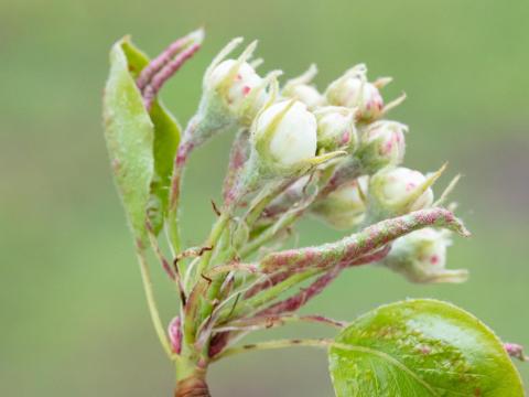 Poire - Phytopte du poirier (Eriophyes pyri )_3