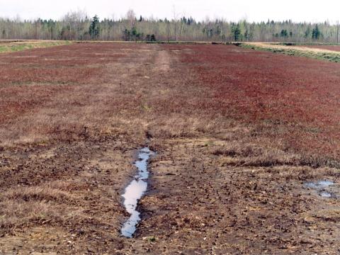 Canneberge - Drainage insuffisant (asphyxie racinaire)