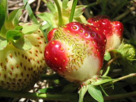 Fraise - Problème variétal