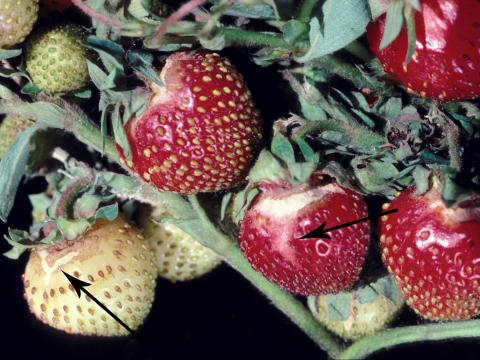 Fraise - Excès d'eau et de pluie