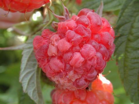 Framboise - Excès d'eau et de pluie