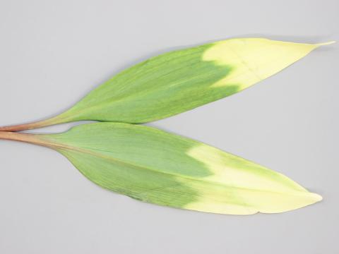 Ail des bois - Gel printanier et écarts de température (jour/nuit)