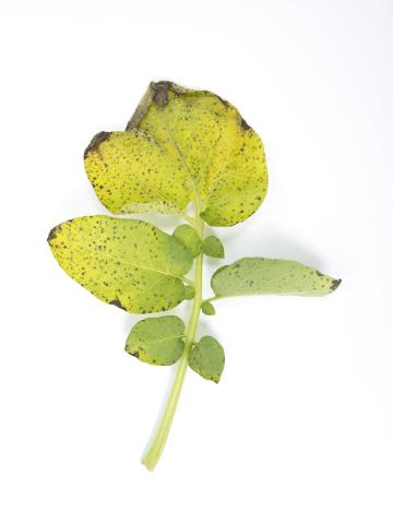 Pomme de terre - Polluant gazeux