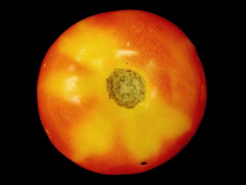 Tomate - Collet jaune