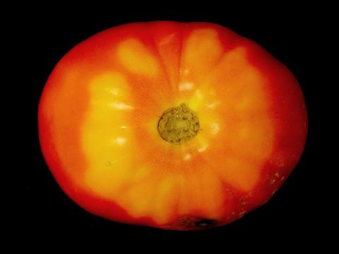 Tomate - Collet jaune