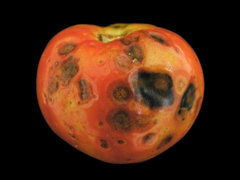 Tomate - Microfissures