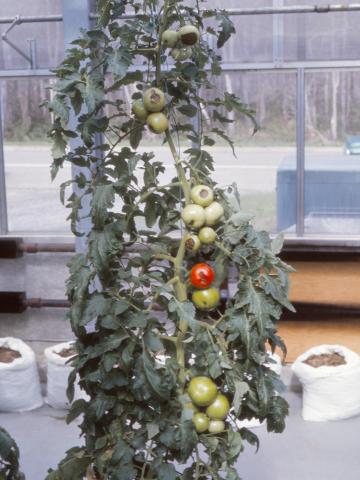 Tomate - Carence en calcium