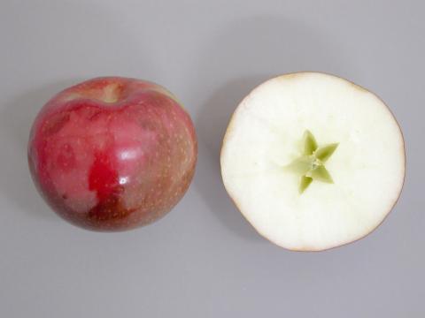 Pomme - Échaudure