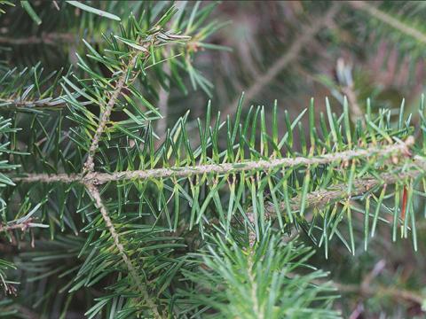 Arbres de Noël (sapins) - Gel printanier