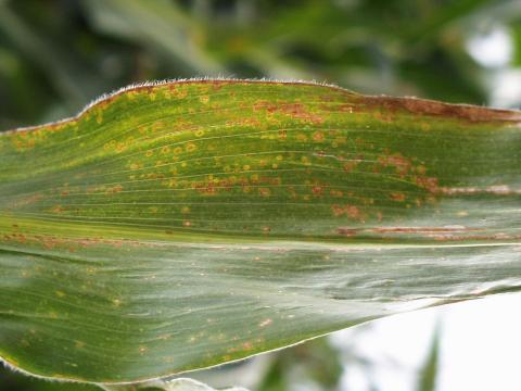 Maïs grain et fourrager - Kabatiellose (Aureobasidium zeae)