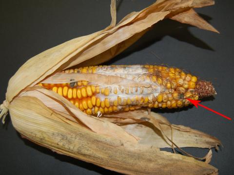 Maïs grain et fourrager - Fusariose de l'épi (Fusarium poae)