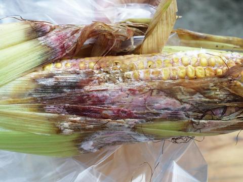 Maïs grain et fourrager - Fusariose de l'épi (Fusarium graminearum)