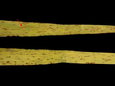 Orge - Rayure réticulée (Pyrenophora teres)_1