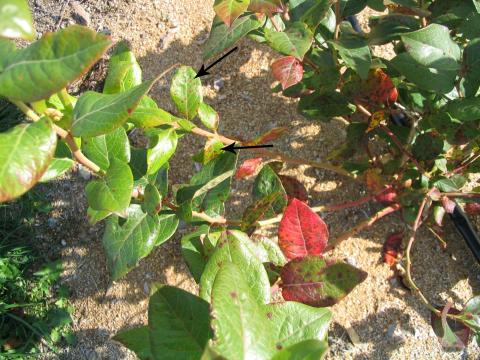 Bleuet en corymbe - Rouille de la pruche (Naohidemyces vaccinii)