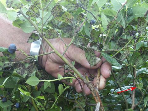 Bleuet en corymbe - Tache à Protoventuria (Protoventuria myrtilli)