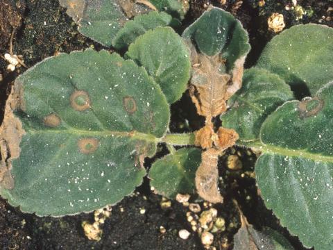 Gloxinia - Virus de la maladie bronzée de la tomate (TSWV)