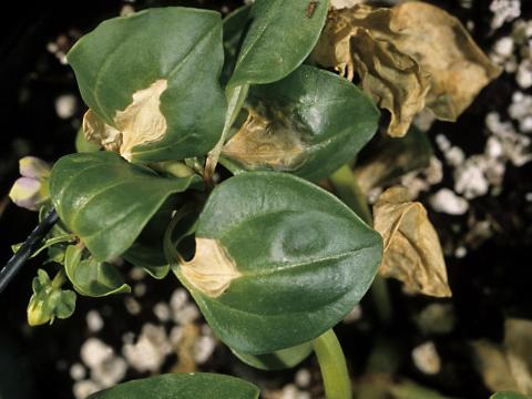 Exacum - Virus de la maladie bronzée de la tomate (TSWV)