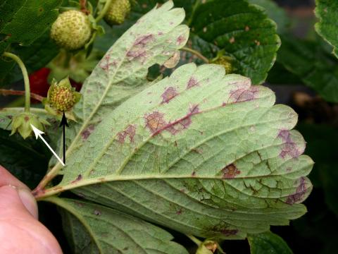 Fraise - Blanc (Sphaerotheca macularis)