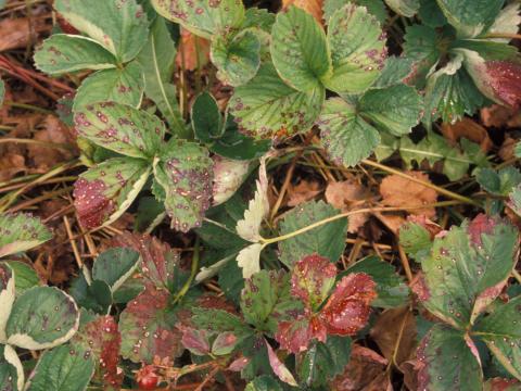 Fraise - Tache commune (Ramularia brunnea)