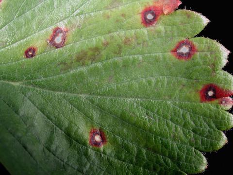 Fraise - Tache commune (Ramularia brunnea)