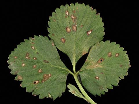 Fraise - Tache commune (Ramularia brunnea)