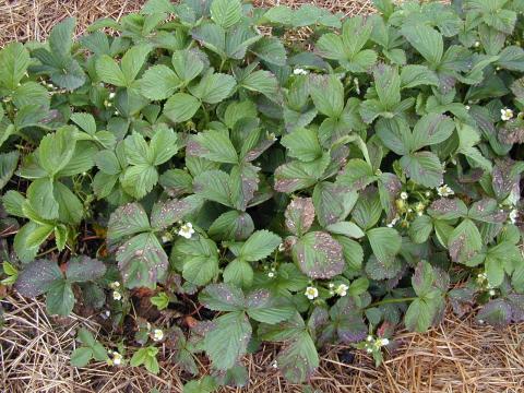 Fraise - Tache commune (Ramularia brunnea)