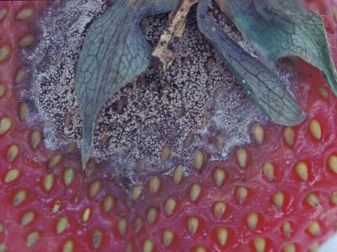 Fraise - Moisissure grise (Botrytis cinerea)