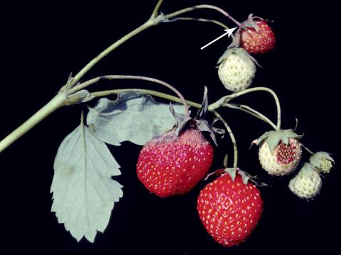 Fraise - Moisissure grise (Botrytis cinerea)