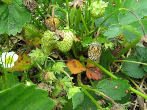 Fraise - Pourriture cuir (Phytophthora cactorum)