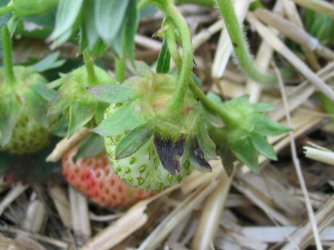 Fraise - Moisissure grise (Botrytis cinerea)