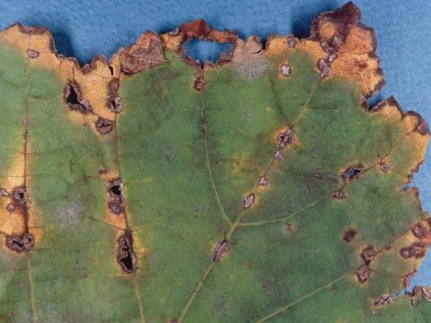 Vigne (raisin) - Anthracnose (Elsinoe ampelina)