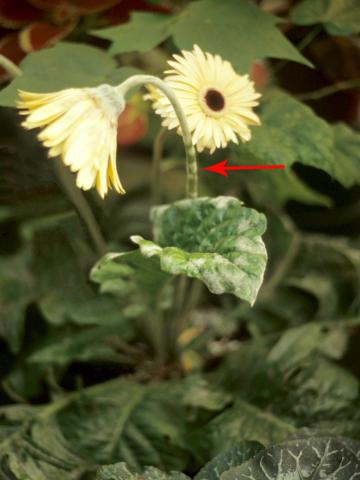 Gerbéras - Blanc (Oidium cichoracearum)