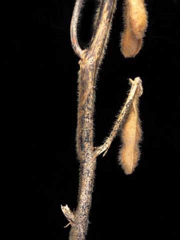 Soya - Anthracnose (Colletotrichum truncatum)